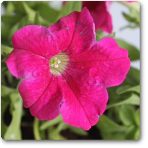 Petunia (Pink) - Plant